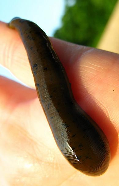 leech